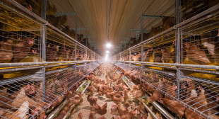 Most U.S. Egg Producers Are Now Choosing Cage-Free Houses